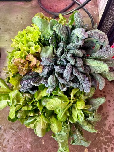 A variety of fresh, leafy greens including lettuce, spinach, and kale.
