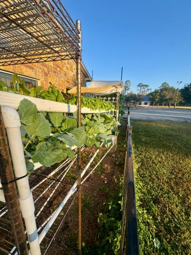 Lush green plants growing on a vertical trellis under clear blue skies.