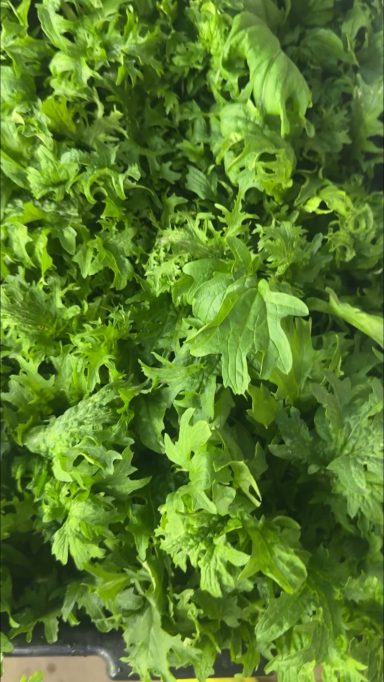 Lush, vibrant green lettuce leaves with frilly edges.